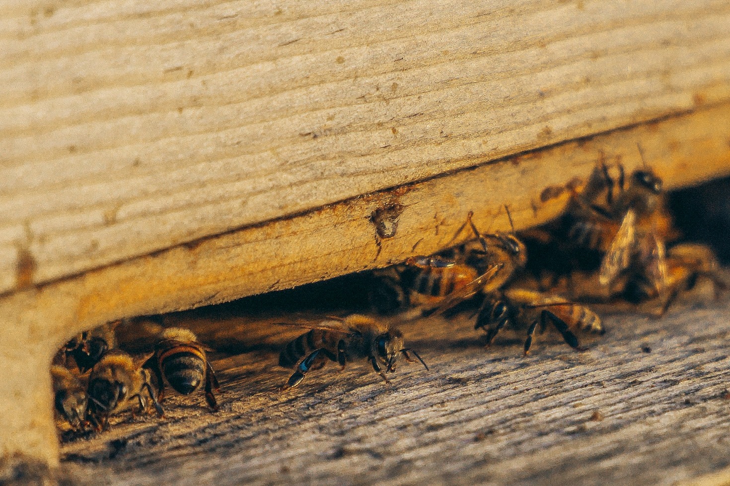 A Importância de um Ambiente Livre de Infestações